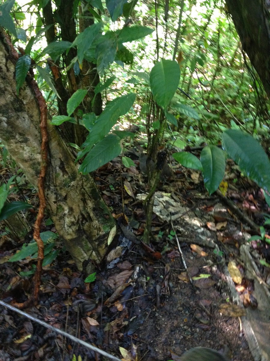 รูปถ่าย คอสตาริกา(Costa Rica) มานวยล์อันโตนีโอ(Manuel Antonio) 2015-03 408