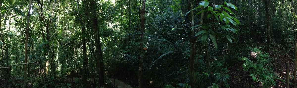 รูปถ่าย คอสตาริกา(Costa Rica) มานวยล์อันโตนีโอ(Manuel Antonio) 2015-03 83