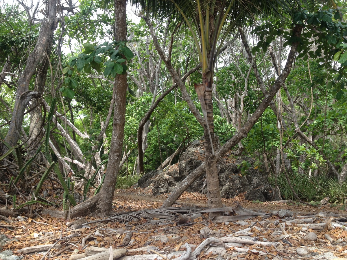 รูปถ่าย คอสตาริกา(Costa Rica) มอนเตซูมา(Montezuma) 2015-03 147