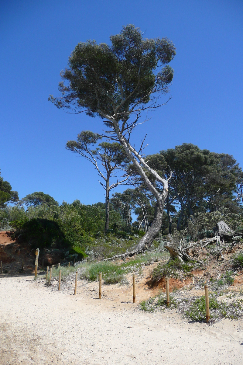 รูปถ่าย ฝรั่งเศส(France) เกาะปอร์เกอรอล(Porquerolles Island) หาดกูร์ตาด(Courtade beach) 2008-05 63