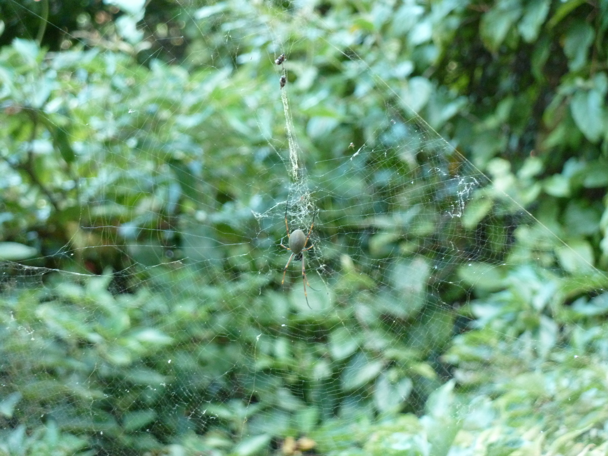 รูปถ่าย นิวแคลิโดเนีย(New Caledonia) ถนนจากทีโอไปกานาลา(Thio to Canala road) 2010-05 72