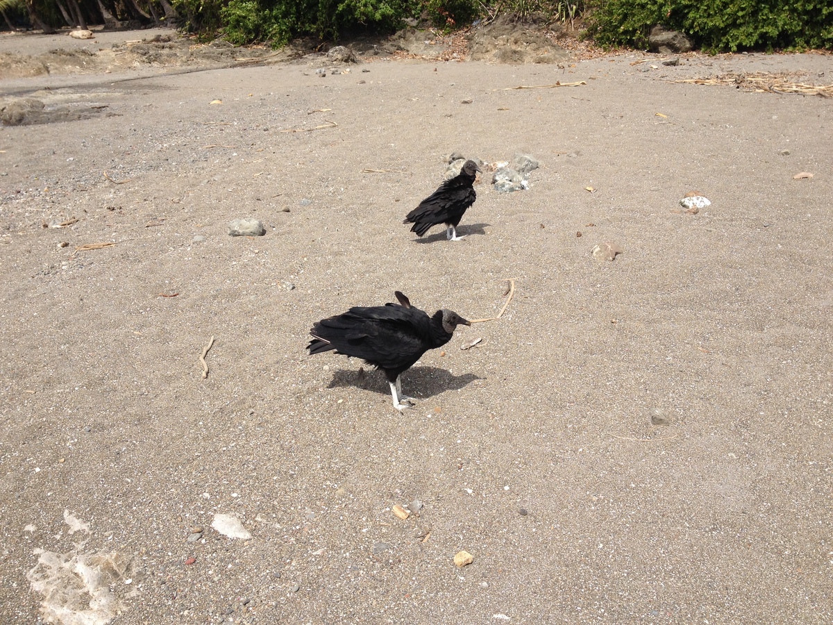 รูปถ่าย คอสตาริกา(Costa Rica) 2015-03 24