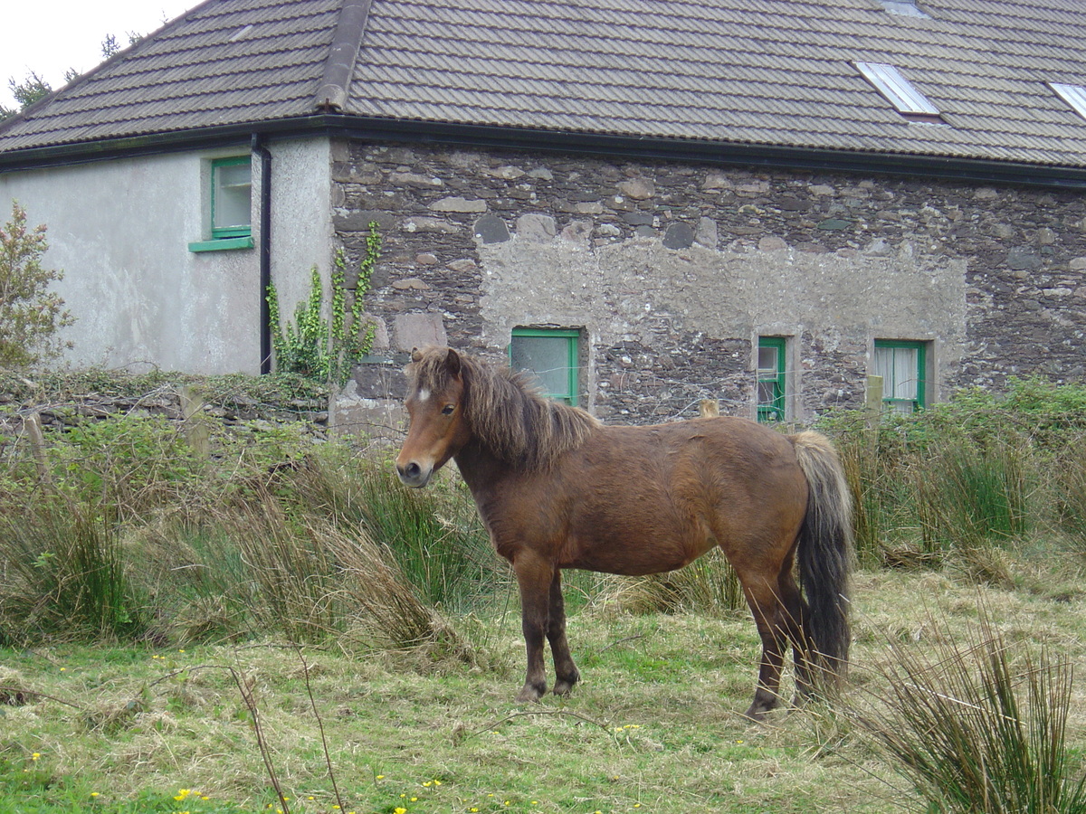 รูปถ่าย ไอร์แลนด์(Ireland) เคอร์รี่(Kerry) ปาร์คนาสิลล่า(Parknasilla) 2004-05 23