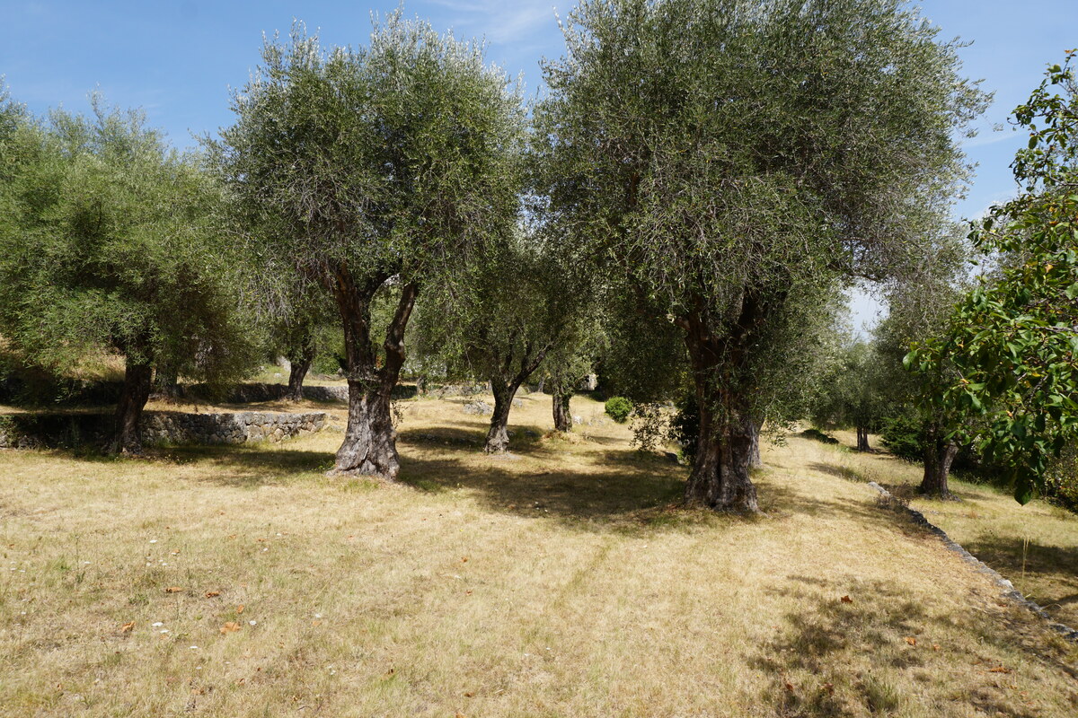 รูปถ่าย ฝรั่งเศส(France) วังซ์(Vence) 2017-08 25