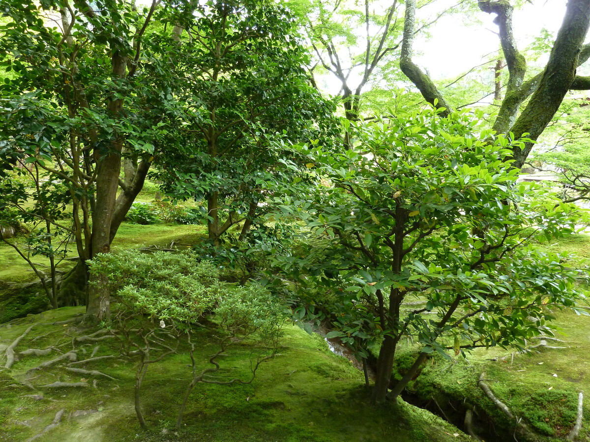 รูปถ่าย ญี่ปุ่น(Japan) เกียวโต(Kyoto) วัดกินกะกุจิ (ศาลาเงิน)(Ginkakuji Temple(Silver Pavilion)) 2010-06 29