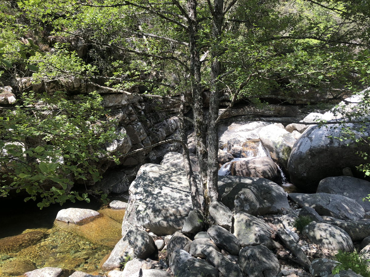 รูปถ่าย ฝรั่งเศส(France) คอร์สิคา(Corsica) ป่าไอโตเน(Aitone Forest) 2021-06 51