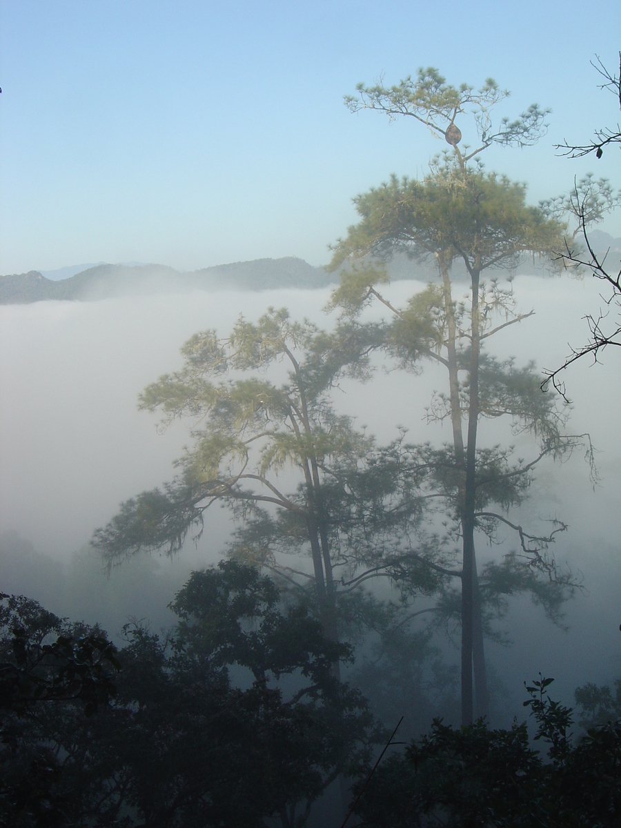 รูปถ่าย ไทย(Thailand) ปางมะผ้า(Pang Mapha) 2005-12 34