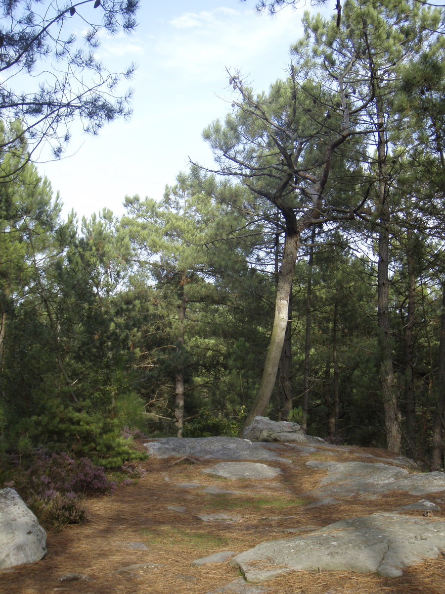 รูปถ่าย ฝรั่งเศส(France) ฟงเทนโบล(Fontainebleau) ทัวร์ป่า(Circuit des 25 bosses) 2007-08 136
