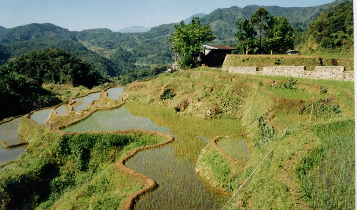 รูปถ่าย ฟิลิปปินส์(Philippines) บานาเวย์(Banaue) 1997-03 7