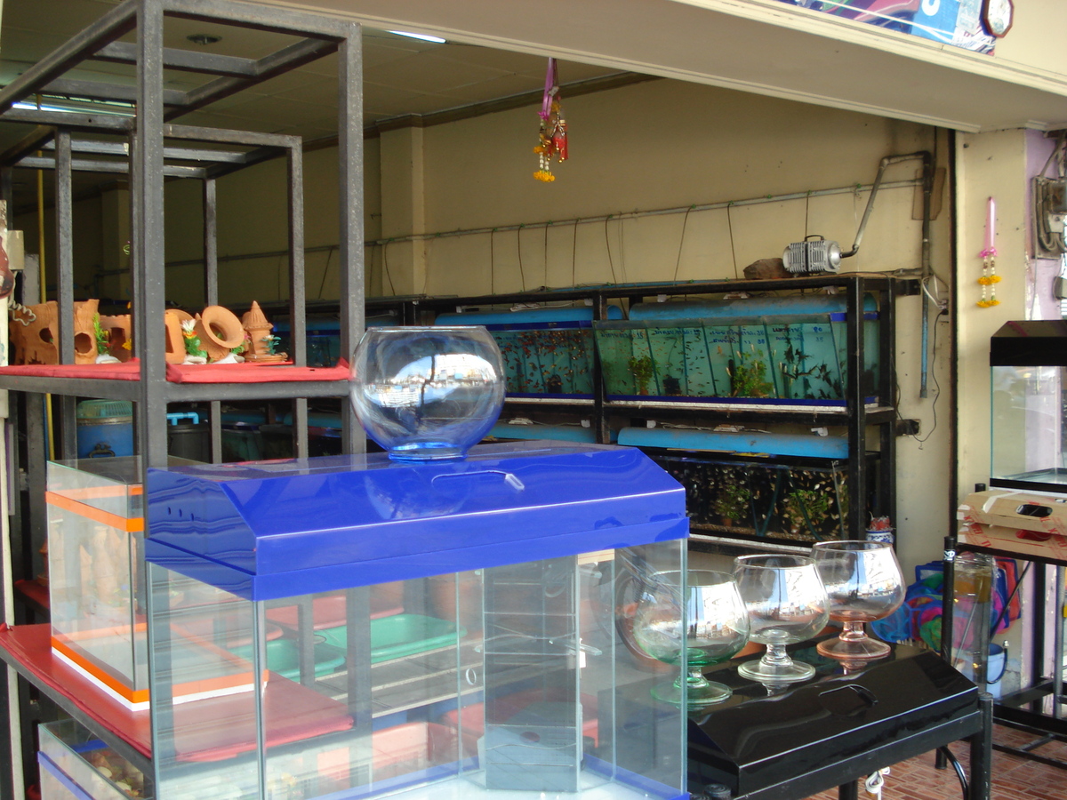 รูปถ่าย ไทย(Thailand) พัทยา(Pattaya) พัทยากลาง(Pattaya Klang) 2008-01 67