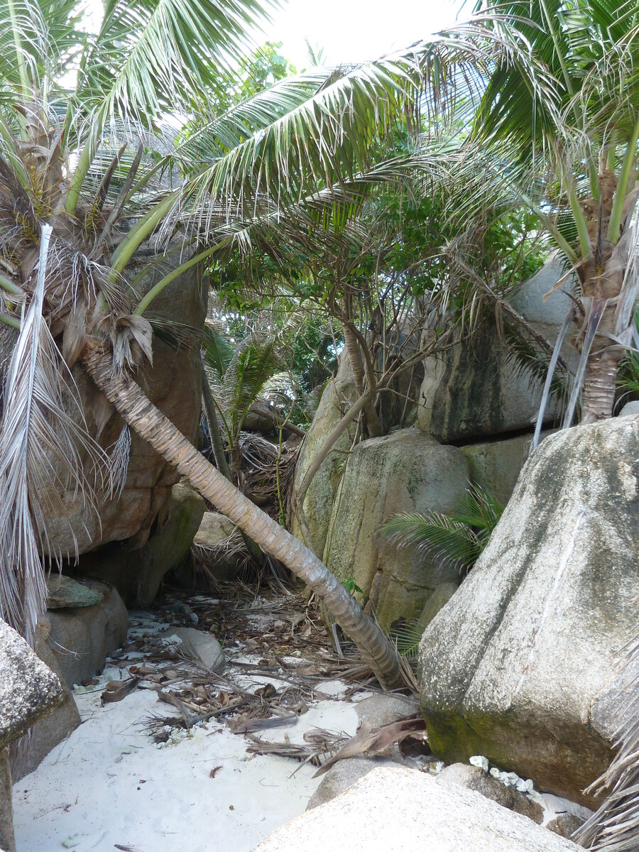 รูปถ่าย เซเชลส์(Seychelles) เกาะโกโก้(Coco Island) 2011-10 17