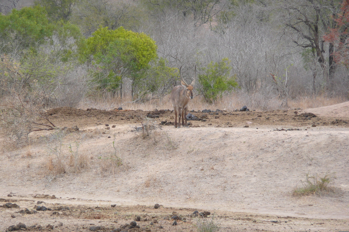 รูปถ่าย แอฟริกาใต้(South Africa) อุทยานแห่งชาติครูเกอร์(Kruger National Park) มปอนโด(Mpondo) 2008-09 26