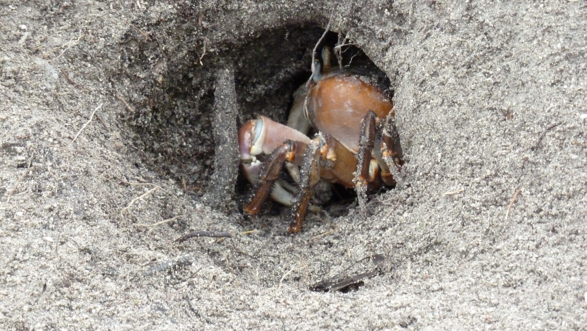 รูปถ่าย เซเชลส์(Seychelles) เกาะกูรีเยิซ(Curieuse) 2011-10 10
