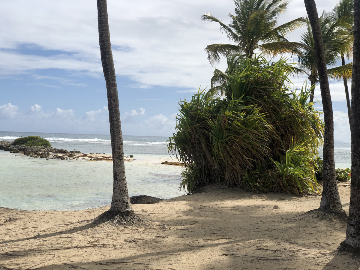รูปถ่าย กวาเดอลูป(Guadeloupe) หาดลาการาแวล(La Caravelle Beach) 2021-02 117