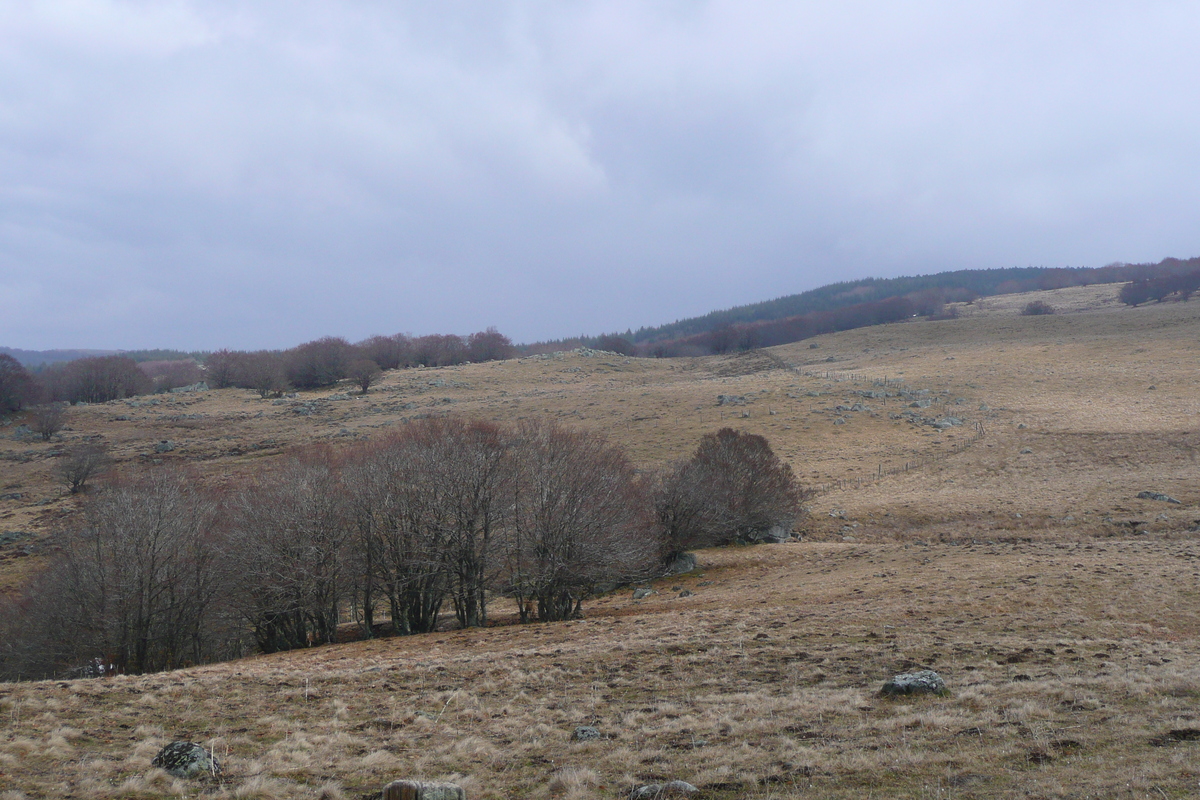 รูปถ่าย ฝรั่งเศส(France) โอบรัก(L'Aubrac) 2008-04 24