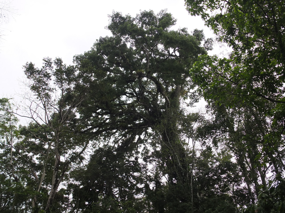 รูปถ่าย คอสตาริกา(Costa Rica) ปวยร์โตเบียโฆเดตาลามังกา(Puerto Viejo de Talamanca) 2015-03 51