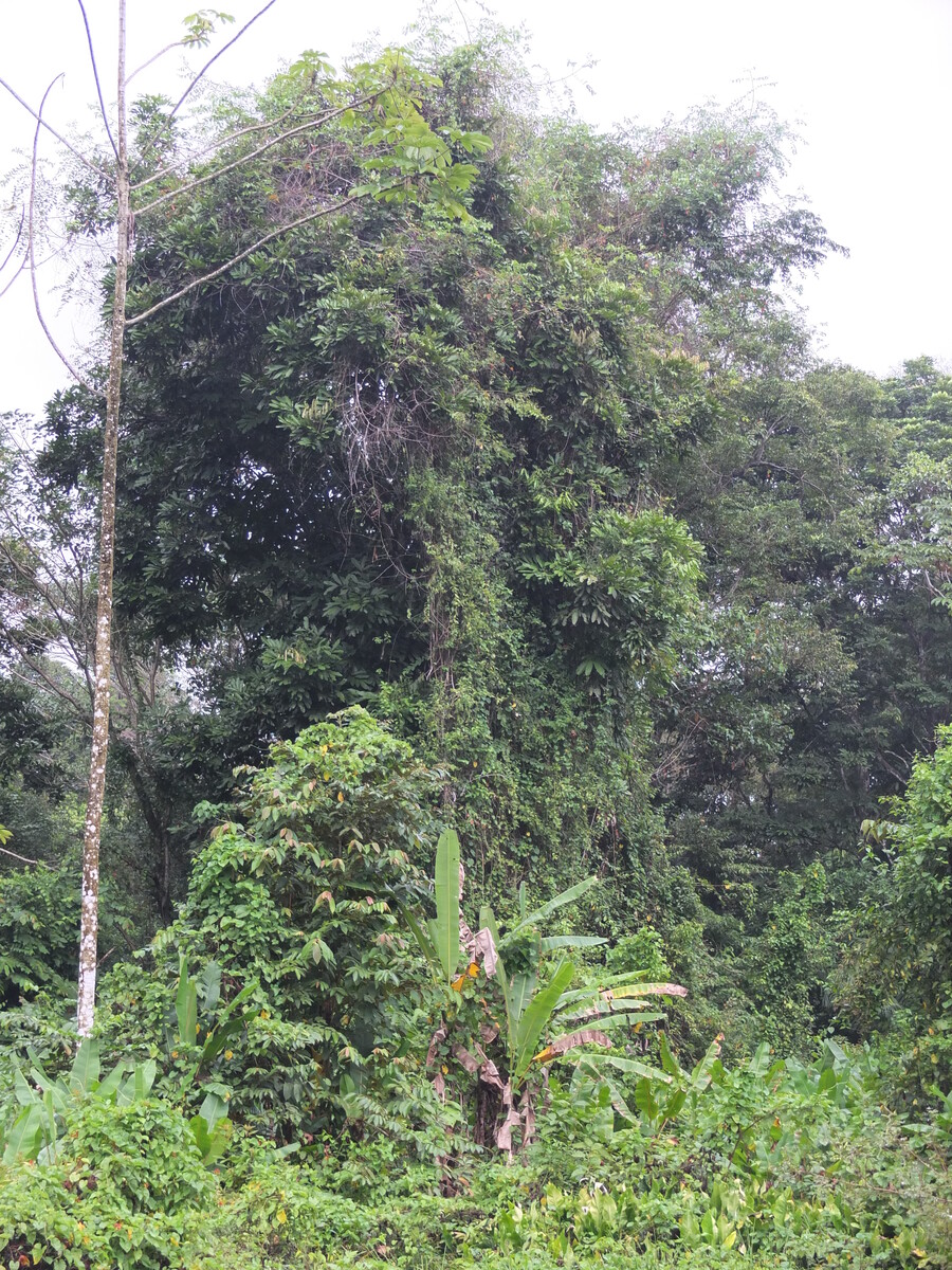 รูปถ่าย คอสตาริกา(Costa Rica) ปวยร์โตเบียโฆเดตาลามังกา(Puerto Viejo de Talamanca) 2015-03 19
