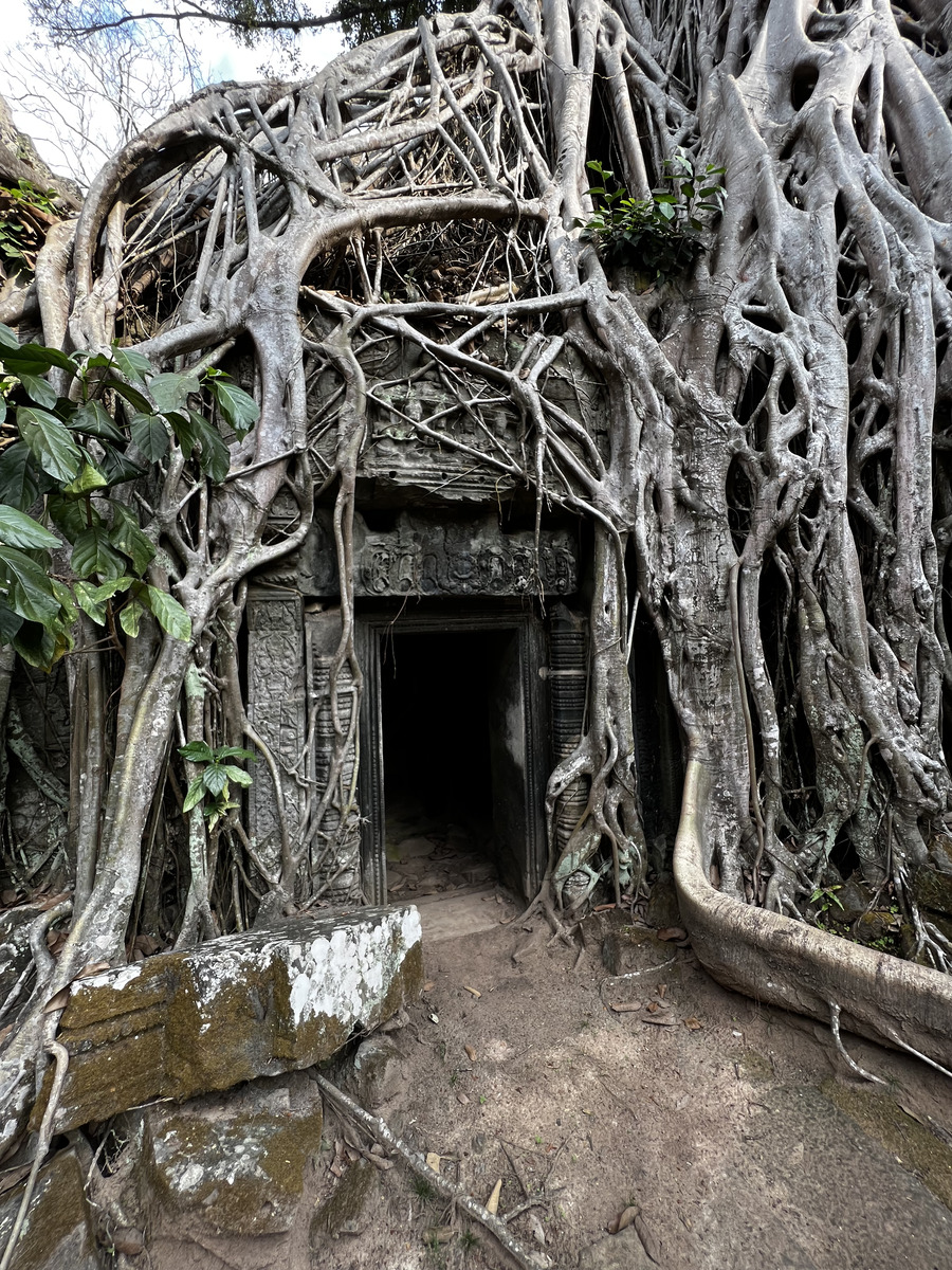 รูปถ่าย กัมพูชา(Cambodia) เสียมราฐ(Siem Reap) ปราสาทตาพรหม(Ta Prohm) 2023-01 29