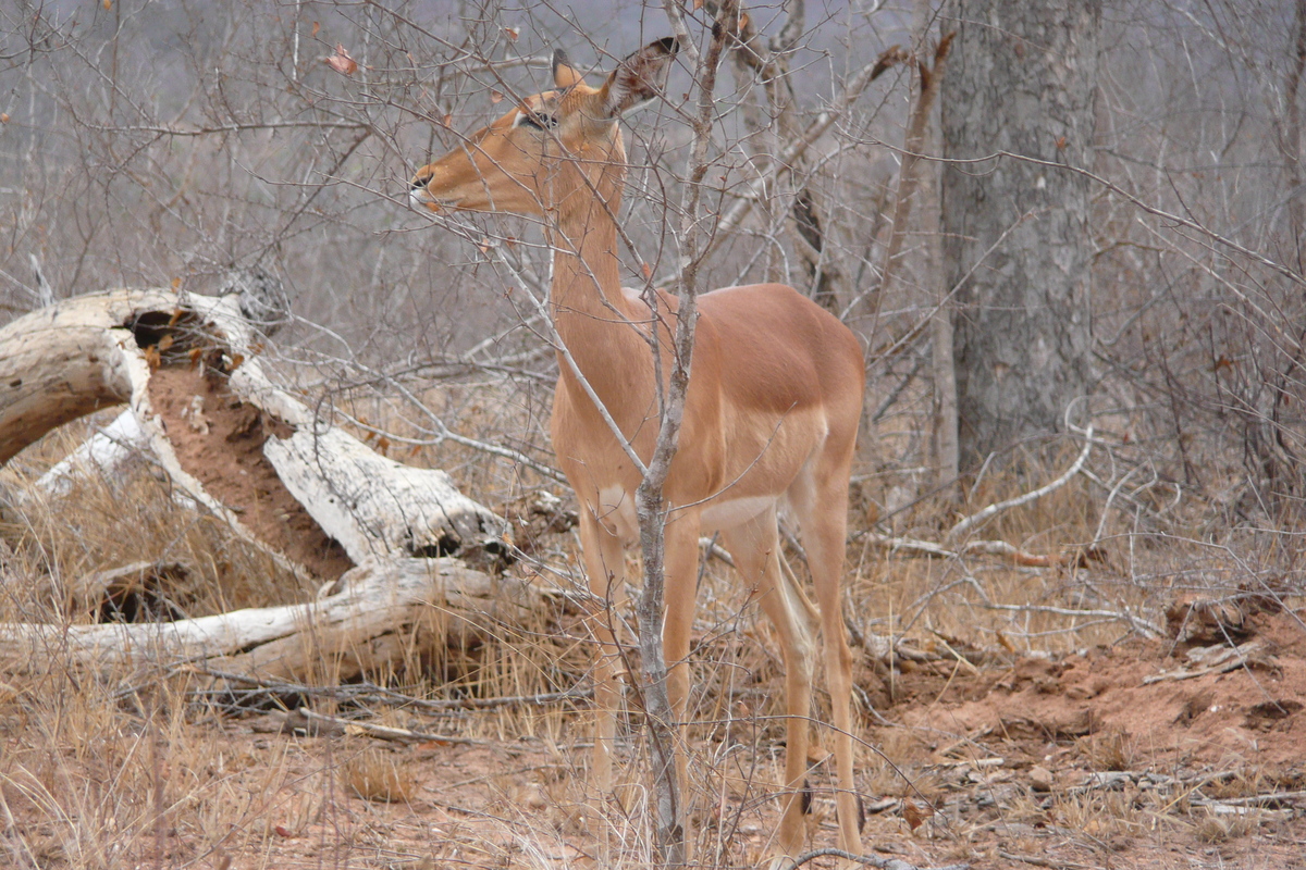 รูปถ่าย แอฟริกาใต้(South Africa) อุทยานแห่งชาติครูเกอร์(Kruger National Park) 2008-09 44
