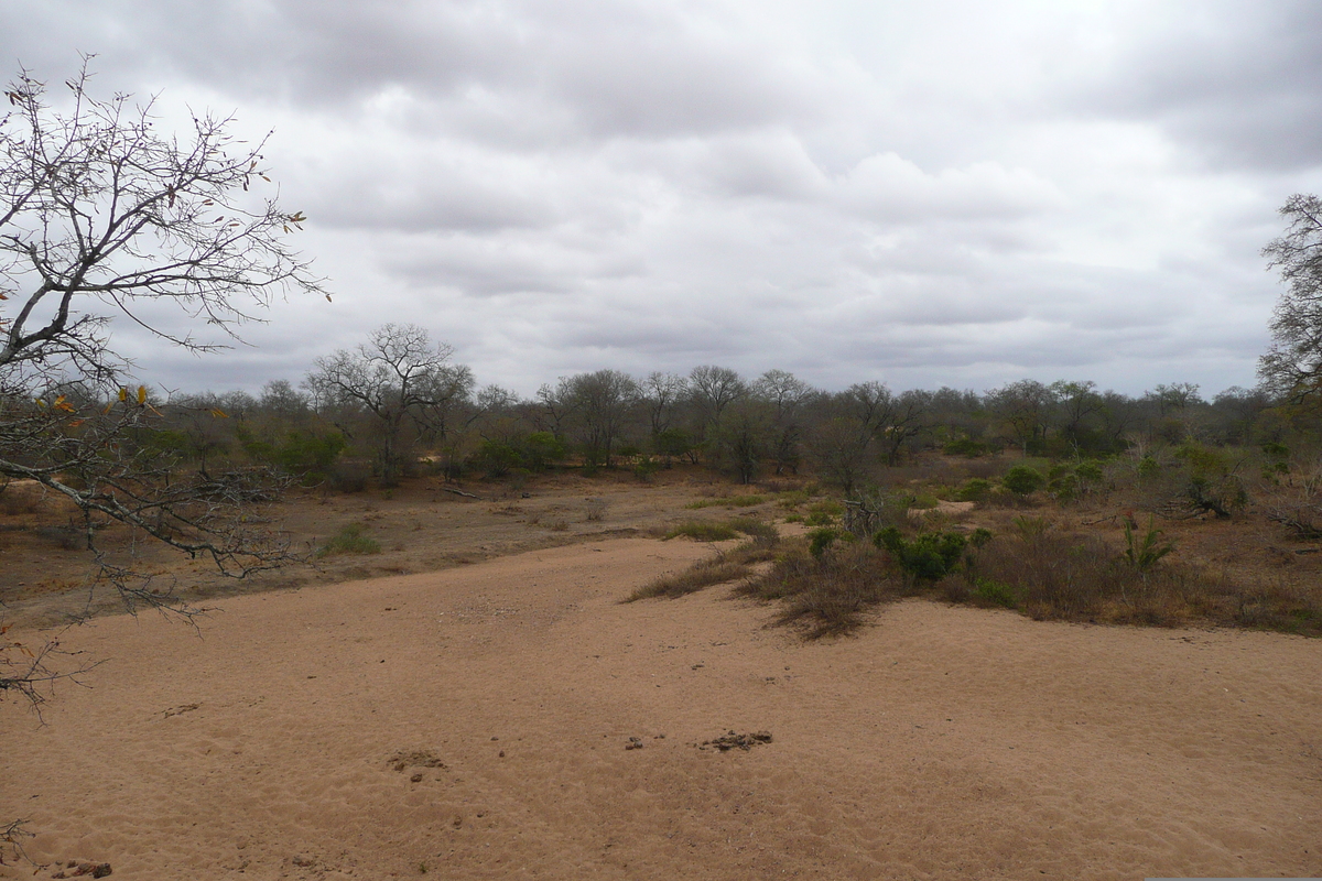 รูปถ่าย แอฟริกาใต้(South Africa) อุทยานแห่งชาติครูเกอร์(Kruger National Park) 2008-09 157