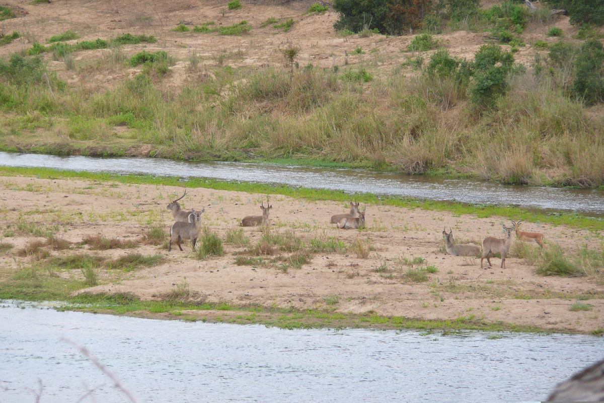 รูปถ่าย แอฟริกาใต้(South Africa) อุทยานแห่งชาติครูเกอร์(Kruger National Park) แม่น้ำครอกโคไดล์(Crocodile River) 2008-09 46