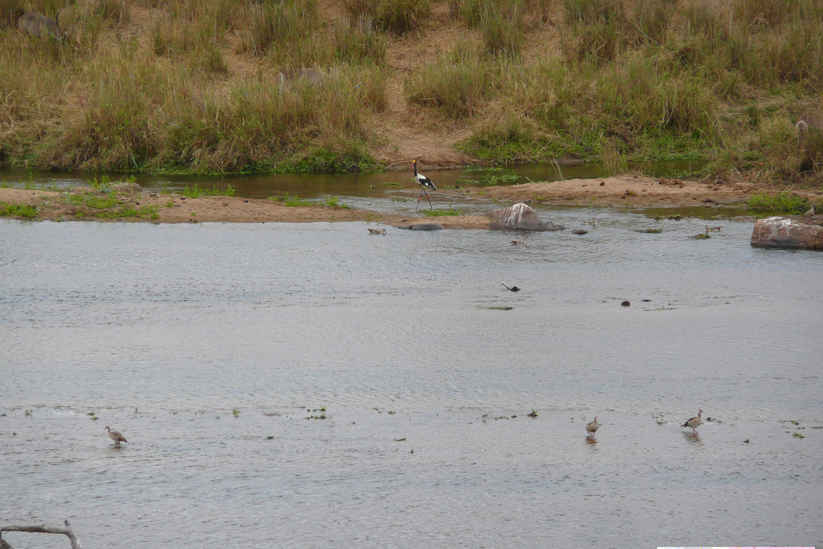 รูปถ่าย แอฟริกาใต้(South Africa) อุทยานแห่งชาติครูเกอร์(Kruger National Park) แม่น้ำครอกโคไดล์(Crocodile River) 2008-09 51