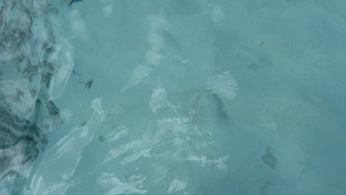 รูปถ่าย เซเชลส์(Seychelles) เกาะโกโก้(Coco Island) 2011-10 75