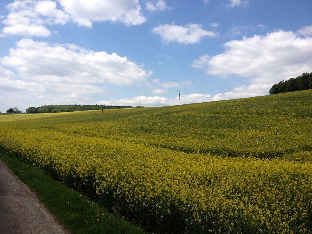 รูปถ่าย ฝรั่งเศส(France) ลียงส์-ลา-ฟอแร(Lyons La Foret) 2014-05 33