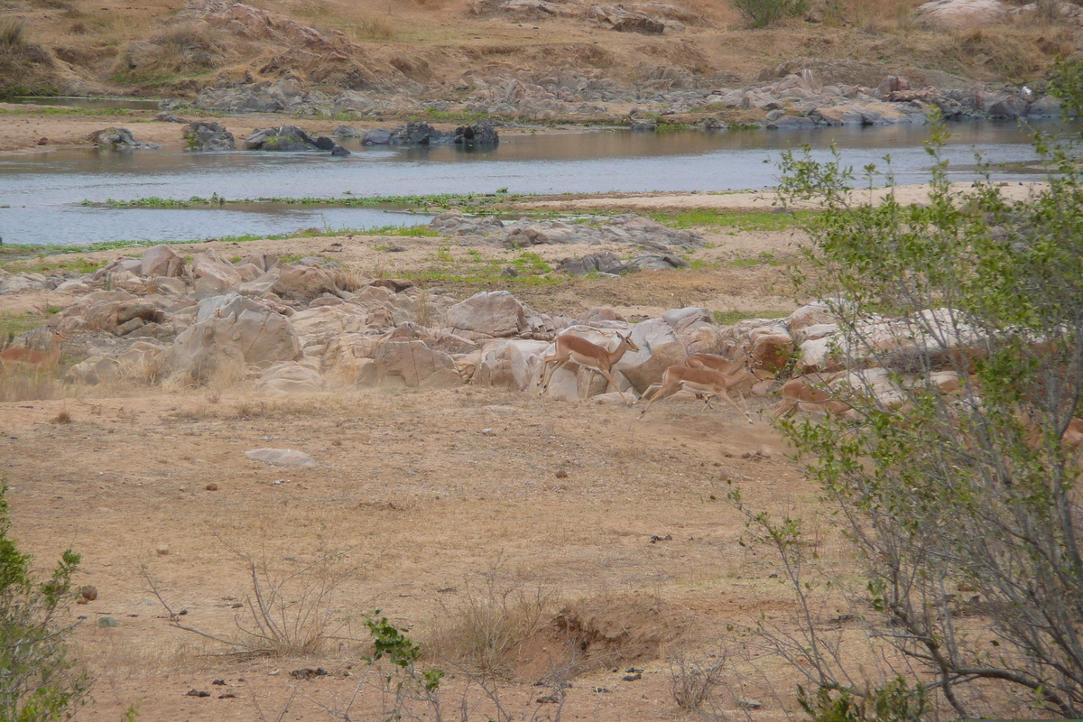 รูปถ่าย แอฟริกาใต้(South Africa) อุทยานแห่งชาติครูเกอร์(Kruger National Park) แม่น้ำครอกโคไดล์(Crocodile River) 2008-09 34