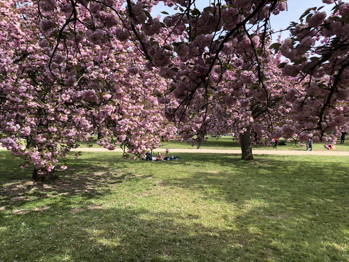รูปถ่าย ฝรั่งเศส(France) สวนโซ(Parc de Sceaux) 2019-04 20