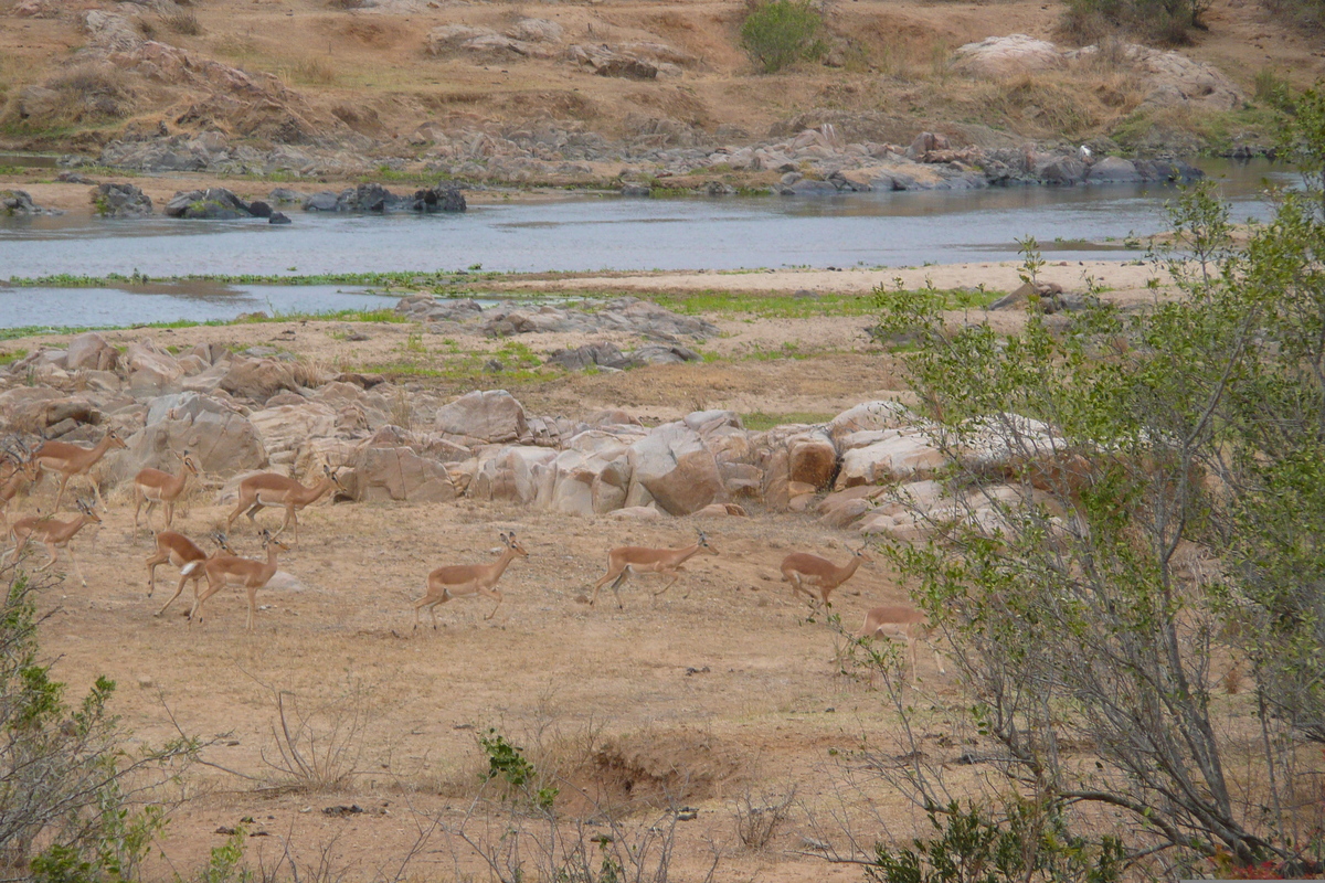 รูปถ่าย แอฟริกาใต้(South Africa) อุทยานแห่งชาติครูเกอร์(Kruger National Park) แม่น้ำครอกโคไดล์(Crocodile River) 2008-09 57