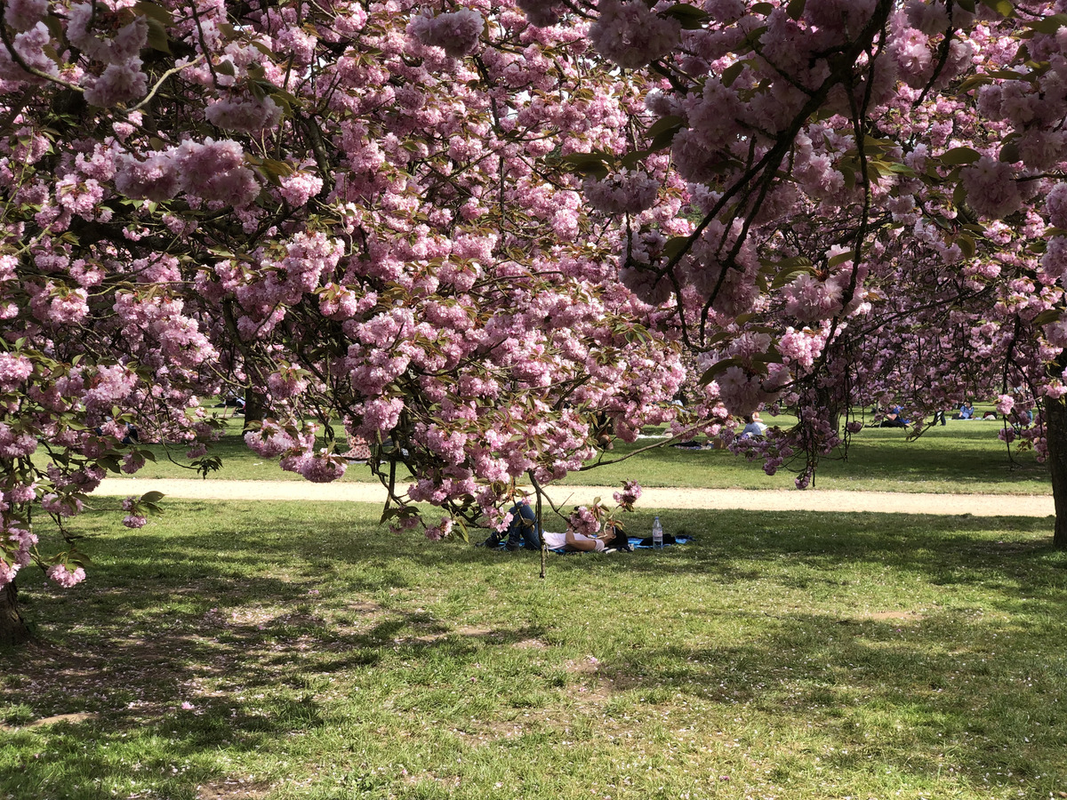 รูปถ่าย ฝรั่งเศส(France) สวนโซ(Parc de Sceaux) 2019-04 82