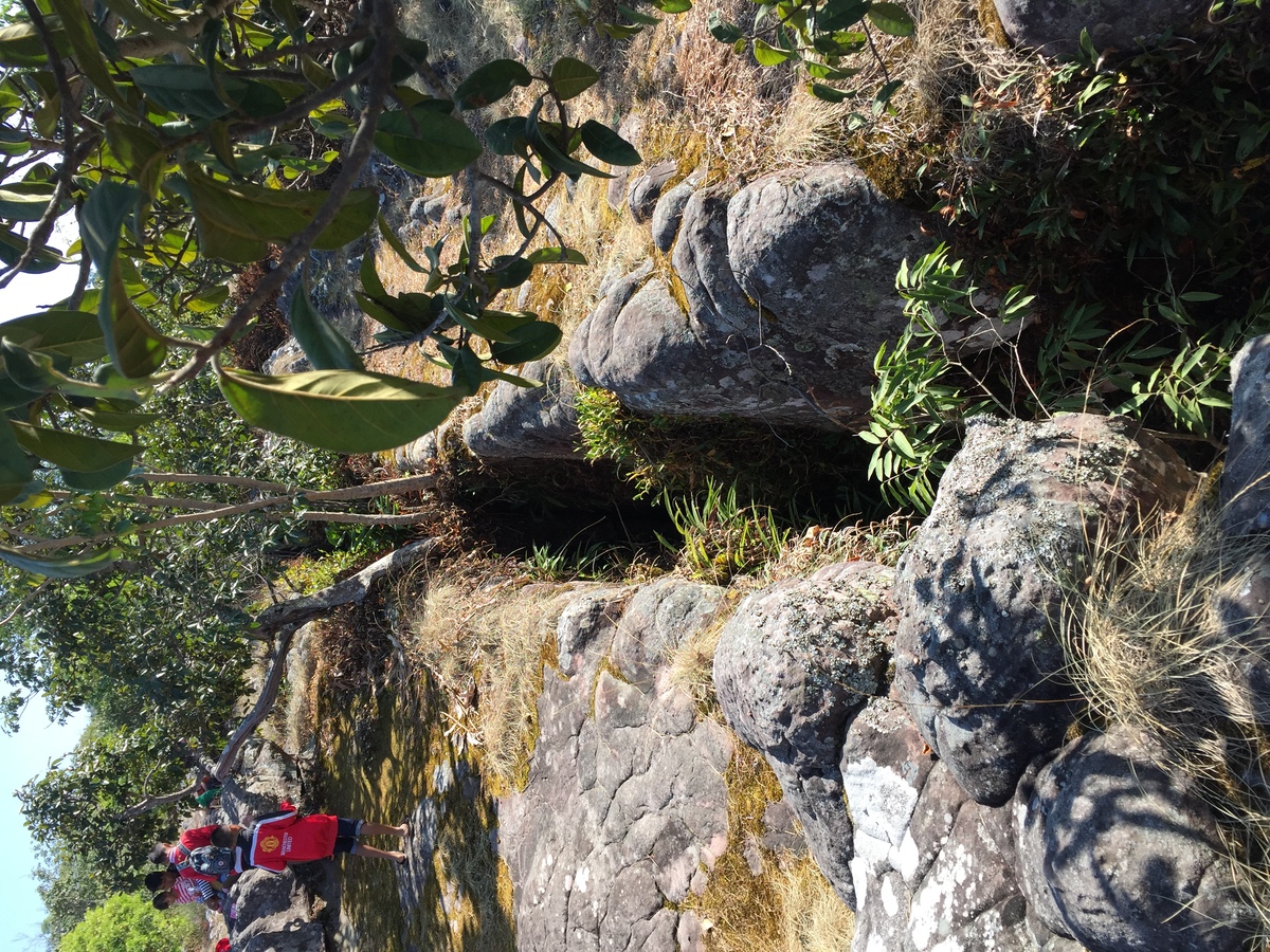รูปถ่าย ไทย(Thailand) อุทยานแห่งชาติภูหินร่องกล้า(Phu Hin Rong Kla National Park) 2014-12 236