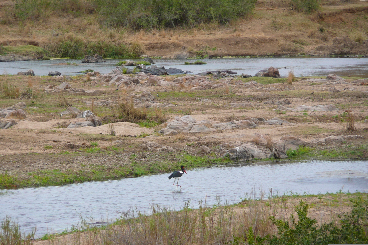 รูปถ่าย แอฟริกาใต้(South Africa) อุทยานแห่งชาติครูเกอร์(Kruger National Park) แม่น้ำครอกโคไดล์(Crocodile River) 2008-09 1