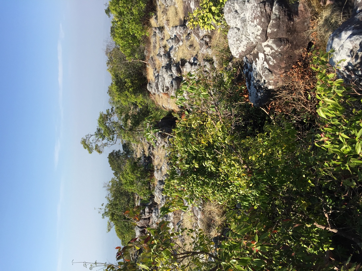 รูปถ่าย ไทย(Thailand) อุทยานแห่งชาติภูหินร่องกล้า(Phu Hin Rong Kla National Park) 2014-12 210