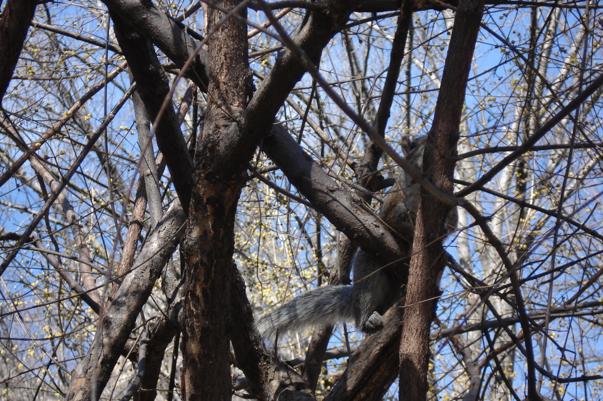 รูปถ่าย สหรัฐอเมริกา(United States) นิวยอร์ก(New York) เซ็นทรัลพาร์ก(Central Park) 2006-03 5