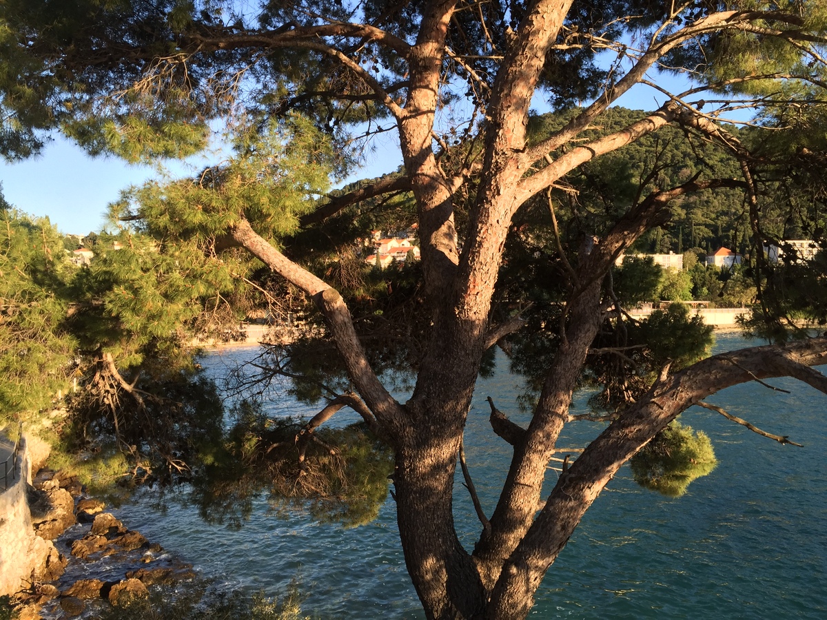 รูปถ่าย โครเอเชีย(Croatia) ดูบรอฟนิก(Dubrovnik) 2016-04 66