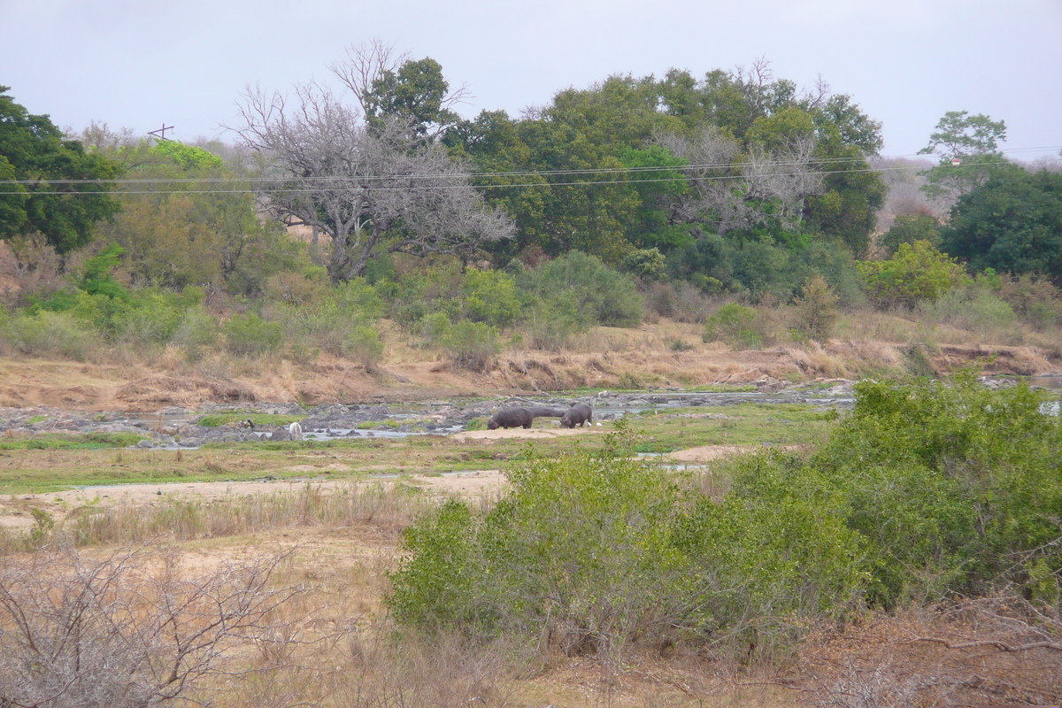 รูปถ่าย แอฟริกาใต้(South Africa) อุทยานแห่งชาติครูเกอร์(Kruger National Park) แม่น้ำครอกโคไดล์(Crocodile River) 2008-09 2