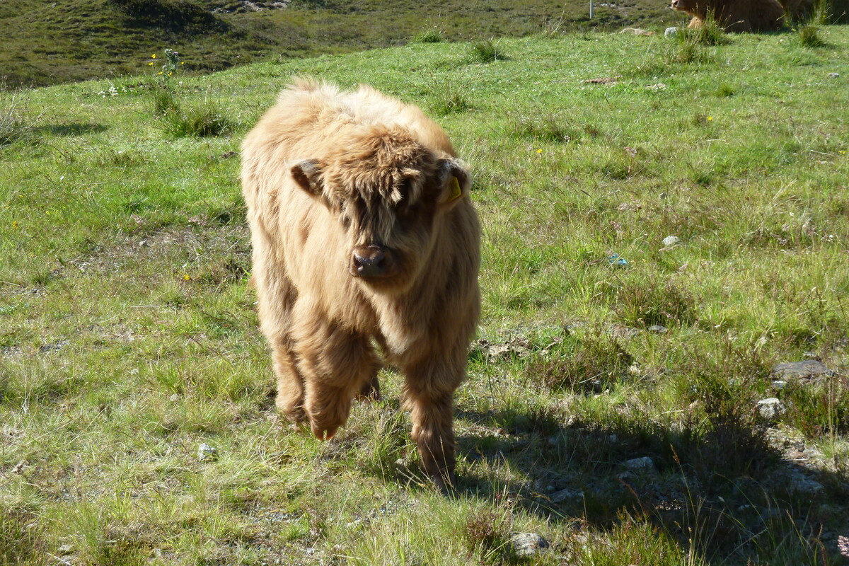 รูปถ่าย อังกฤษ(United Kingdom) เกาะสกาย(Skye) เทือกเขาคูลิน(The Cuillin) 2011-07 88