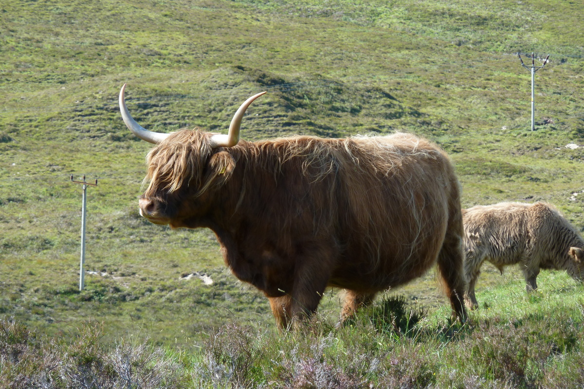 รูปถ่าย อังกฤษ(United Kingdom) เกาะสกาย(Skye) เทือกเขาคูลิน(The Cuillin) 2011-07 101