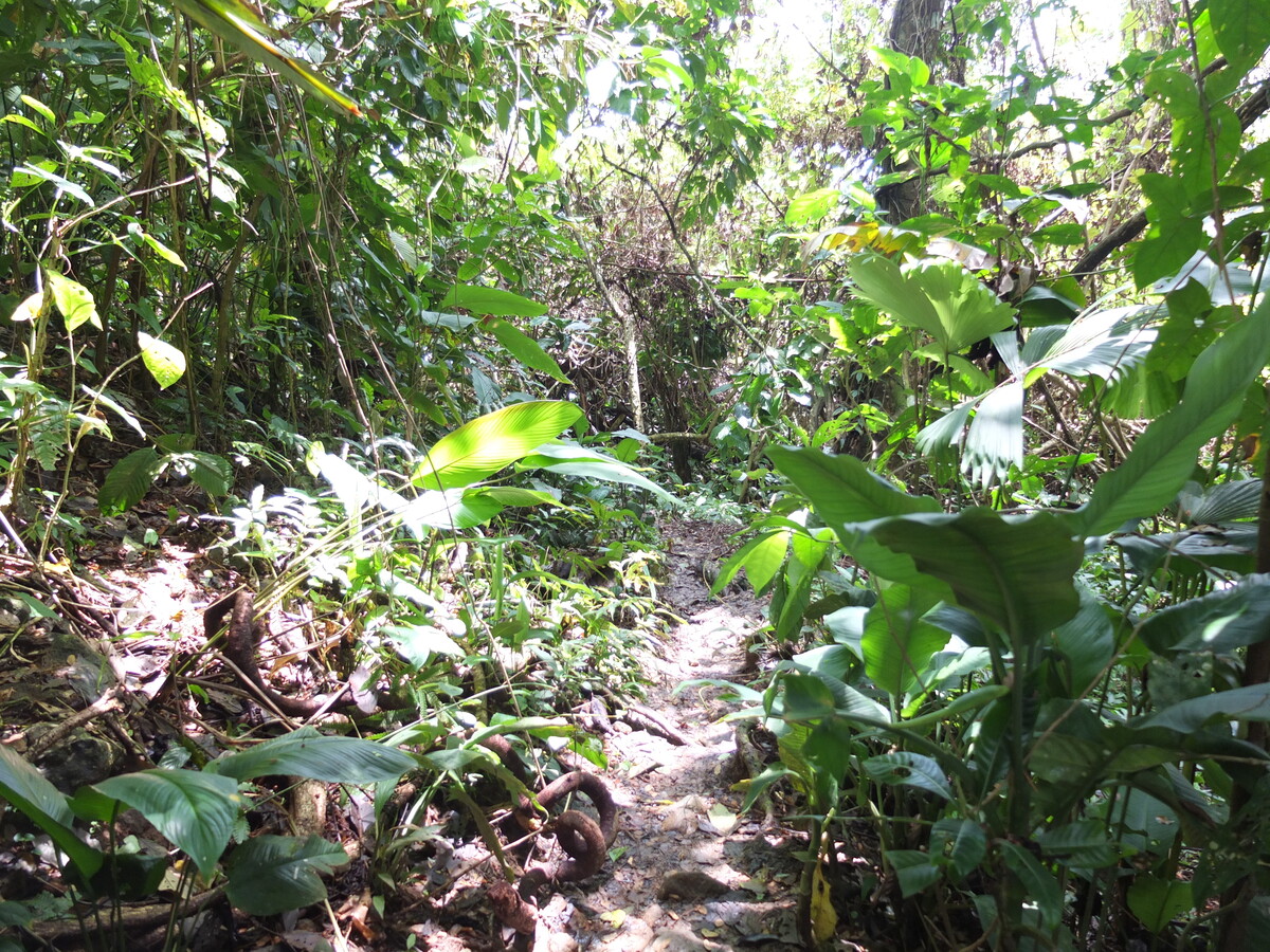 รูปถ่าย ปานามา(Panama) เกาะบาสติเมนโตส(Bastimentos) 2015-03 73