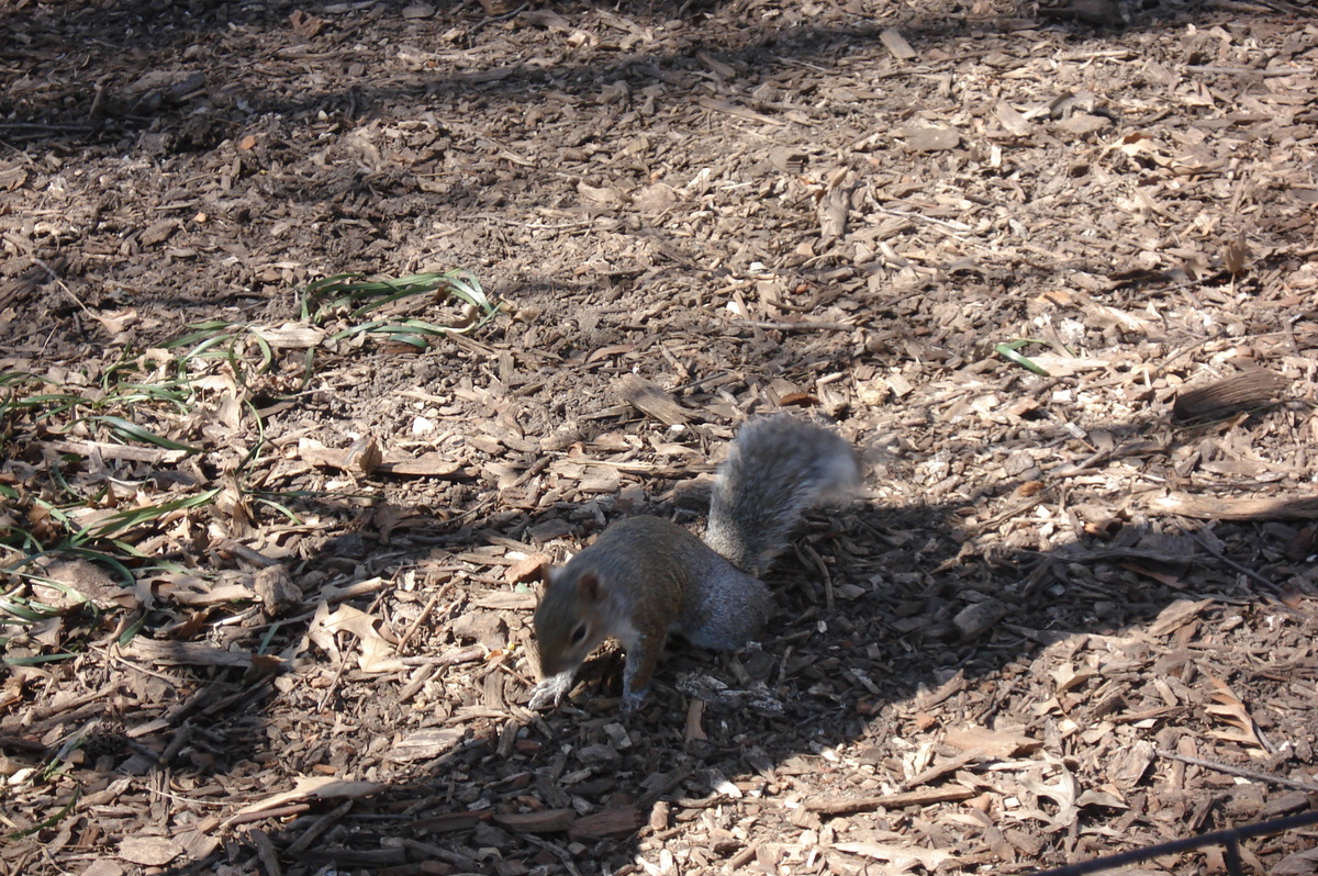 รูปถ่าย สหรัฐอเมริกา(United States) นิวยอร์ก(New York) เซ็นทรัลพาร์ก(Central Park) 2006-03 79
