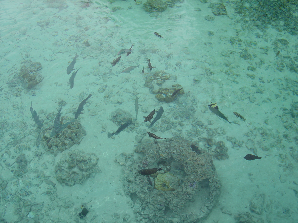 รูปถ่าย เฟรนช์โพลี่นีเซีย(Polynesia) โรงแรมเลอเมอริเดียน โบราโบรา(Meridien Bora Bora Hotel) 2006-04 24