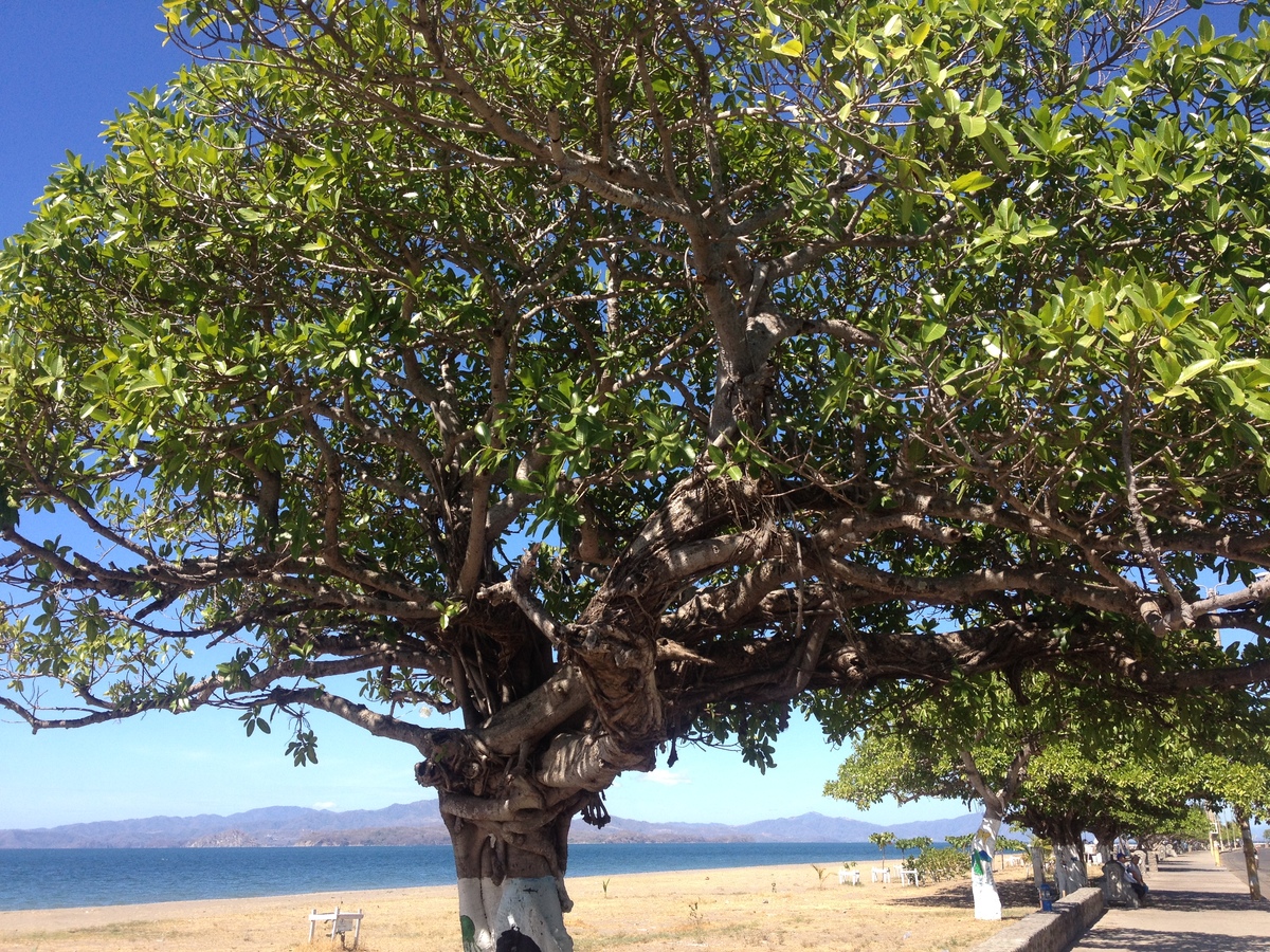 รูปถ่าย คอสตาริกา(Costa Rica) ปุนตาเรนัส(Puntarenas) 2015-03 90