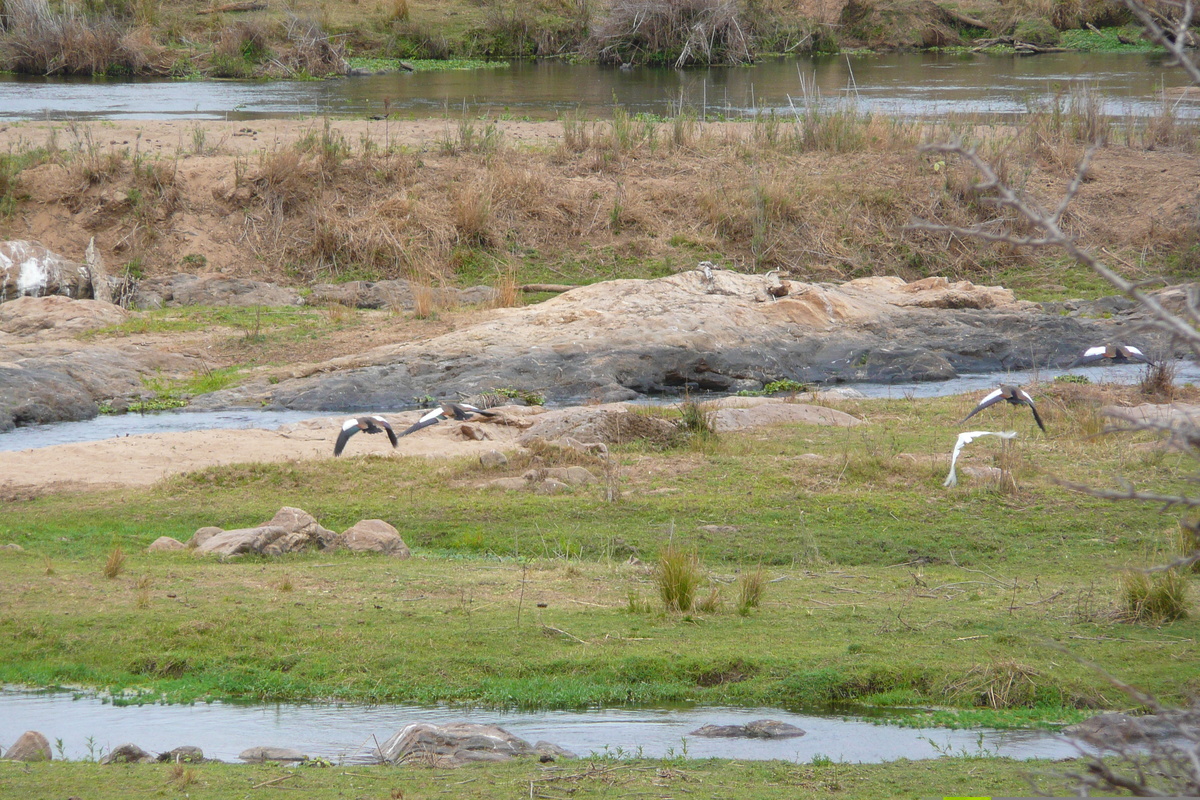 รูปถ่าย แอฟริกาใต้(South Africa) อุทยานแห่งชาติครูเกอร์(Kruger National Park) แม่น้ำครอกโคไดล์(Crocodile River) 2008-09 19