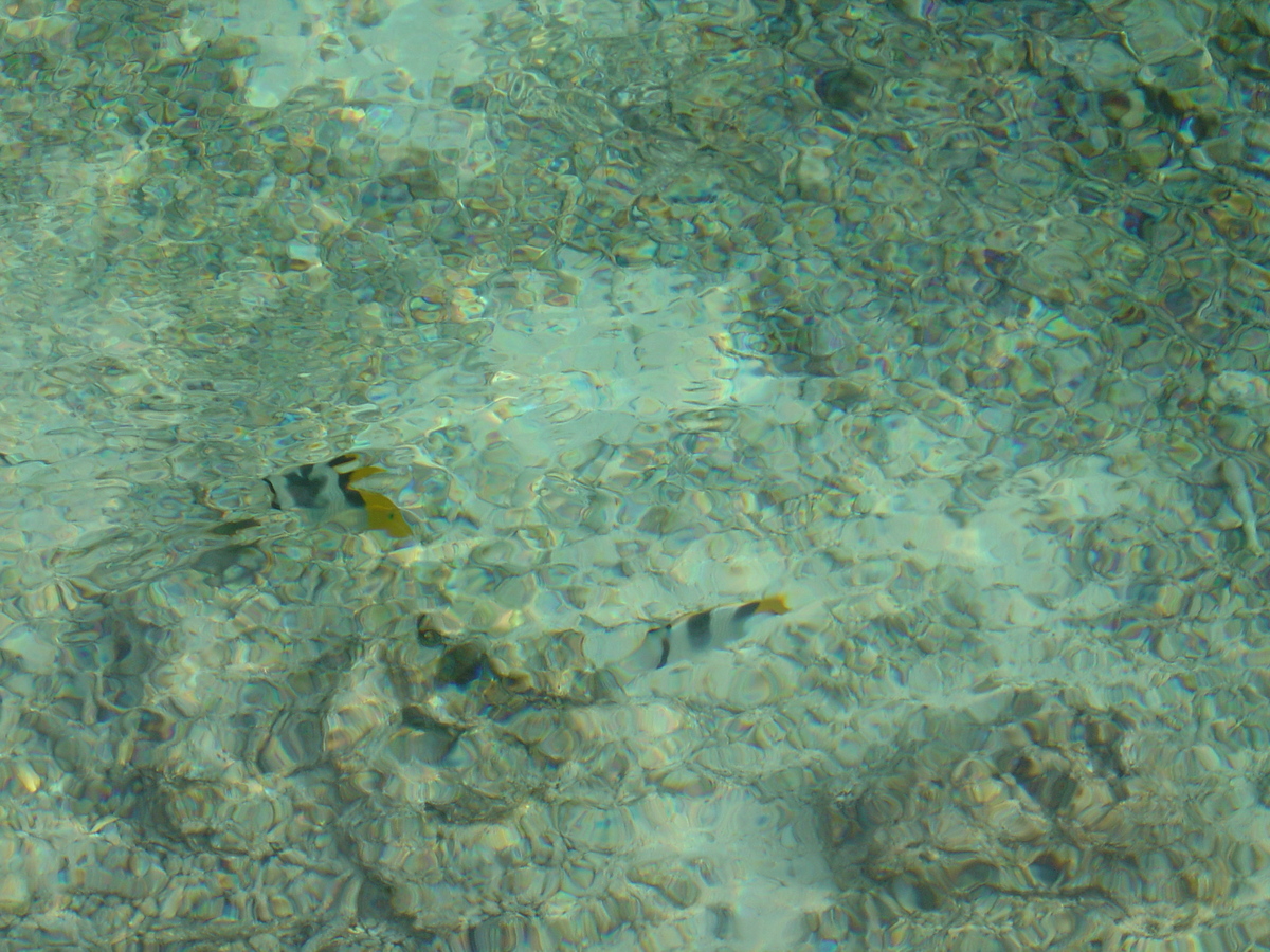 รูปถ่าย เฟรนช์โพลี่นีเซีย(Polynesia) โรงแรมเลอเมอริเดียน โบราโบรา(Meridien Bora Bora Hotel) 2006-04 66