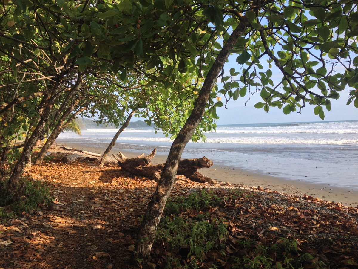 รูปถ่าย คอสตาริกา(Costa Rica) โดมินิกัล(Dominical) 2015-03 80