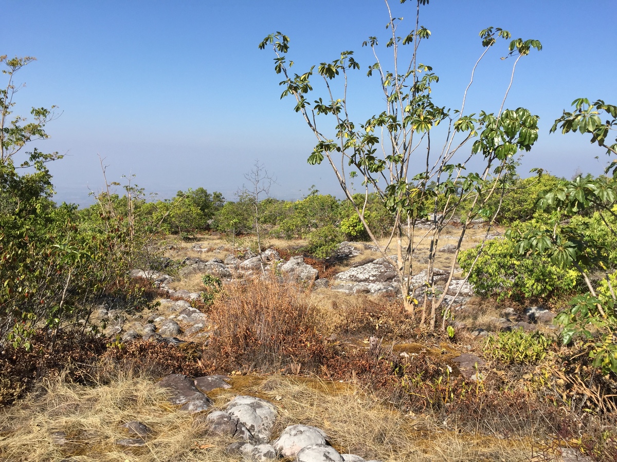 รูปถ่าย ไทย(Thailand) อุทยานแห่งชาติภูหินร่องกล้า(Phu Hin Rong Kla National Park) 2014-12 101