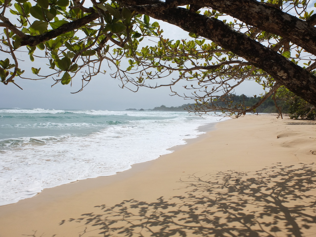 รูปถ่าย ปานามา(Panama) เกาะบาสติเมนโตส(Bastimentos) 2015-03 90