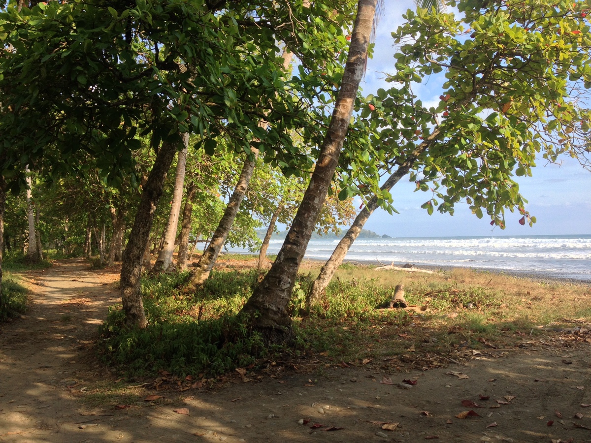 รูปถ่าย คอสตาริกา(Costa Rica) โดมินิกัล(Dominical) 2015-03 110